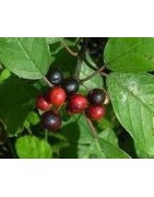 planta de arraclan en formato forestal