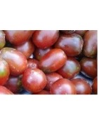 tomate ciruela negra (semillas no tratadas)