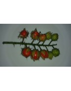 plantel de tomate litchi - morella de Balbis