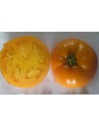 tomate persimmon (semillas no tratadas)