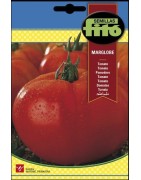 tomate marglobe
