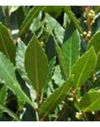 Planta de laurel (laurus nobilis) en contenedor de 5 l