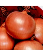 Cebolla F1 Toughball