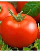 plantel de tomate tesalonica