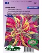 amaranto tricolor (Amaranthus gangeticus)