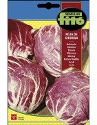 Achicoria Roja de Chioggia (palla rossa 3)