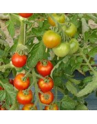 tomate miel de Mexico semillas ecologicas