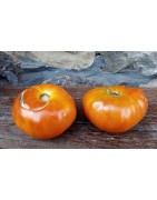 plantel de tomate Deusto