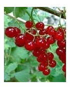 planta de grosellero rojo en maceta