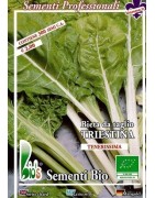 acelga de Trieste - semillas ecológicas