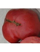 tomate Kosovo - plantel