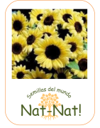Girasol san Valentín