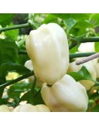 Habanero blanco