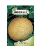 melon galia