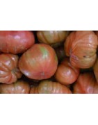 tomate feo de Tudela