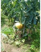 plantel de tomata riojana