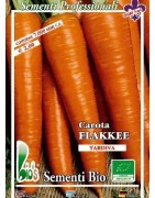 zanahoria Flakkee medio tardia - semillas ecológicas