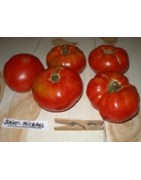 plantel ecológico de tomate Saint Michel