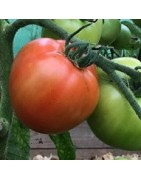 Tomate legend - semillas no tratadas