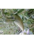 plantel de tomate cuerno de los Andes