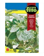 albahaca gigante genovesa