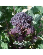 Brócoli Early Purple  (Semillas no tratadas)