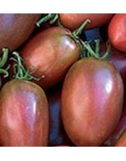 plantel de tomate purpura ucraniano