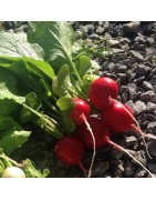 Rabanito Rudi (Semillas no tratadas)