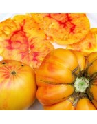 tomate german gold (Semillas no tratadas)