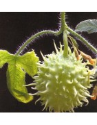 pepino de las Antillas - semillas ecologicas