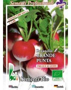 rabanito de punta blanca (semillas ecológicas)