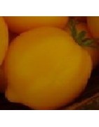 Tomate citrina - semillas no tratadas