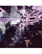 col de Bruselas morada red ball - Nat nat! seeds