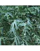 Kale Jagallo Nero - semillas no tratadas