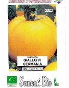 tomate amarillo de Alemania - golden boy (semillas ecológicas)