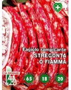 judía stregonta enrame - semillas ecológicas