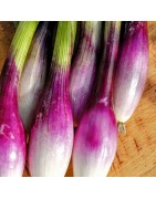 cebolleta roja de Florencia (semillas no tratadas)