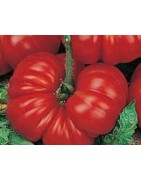 plantel de tomate Aussie