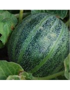 melón ananas de america