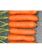 zanahoria nantes 2  (semillas no tratadas)