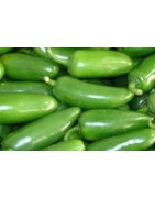 Plantel de pimiento - chile jalapeño