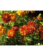 Tagetes erecta - semillas ecológicas