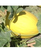 melón amarillo napolitano - semillas no tratadas