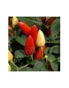 Plantel de guindilla hot prairie pepper