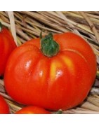 tomate merveille des marches - semillas no tratadas