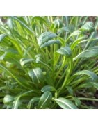 Mibuna (Brassica juncea var. japonica)