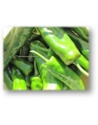 pimiento híbrido italiano F1