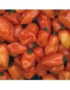 pimiento habanero naranja (semillas sin tratamiento)