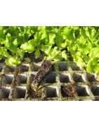 plantel de lechuga batavia