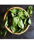 espinaca matador - semillas no tratadas